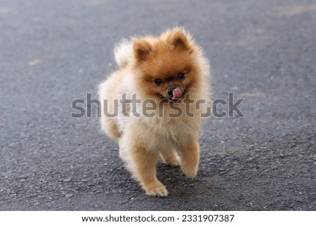 Pomeranian dog standing in the street with tongue out