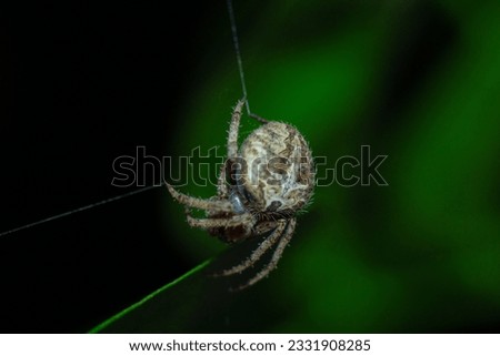 macro picture of a spider in dark background