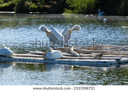 Pelicans enjoying the cool water 