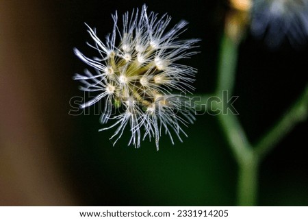 beautiful picture of a dandelion in black background