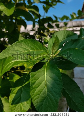 Closeup. African Leaf Plant or Vernonia amygdalina in the yard with fresh green leaves. Plant growing in a bush.