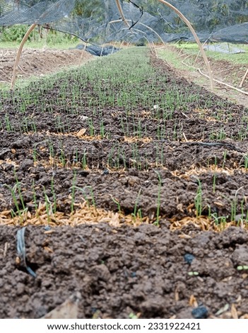 Saturday July 15th, this is a photo of an example of a shallot plant nursery 