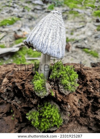 Awesome background with green scenery and mushroom