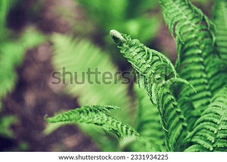 Background of fern leaves. Close-up of dark green fern leaves growing in the forest. Part of the large leaves. High quality photo