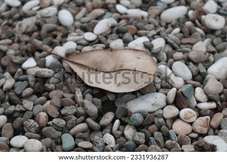 Background of stone and leaves.  Leaves fall in the ground