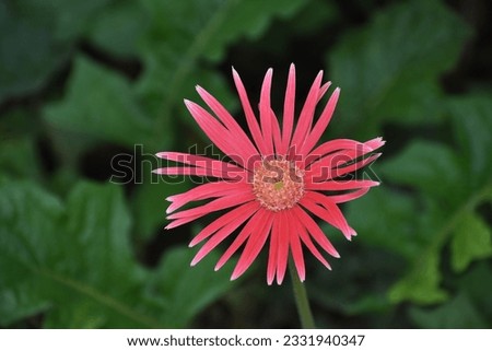 Pink Gerbera flower on a dark green background Royalty-Free Stock Photo #2331940347