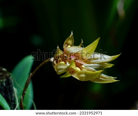 Beautiful wild orchids Endemic wild orchid (Grammangis ellisii of) flowering on a tree trunk in its natural habitat, tropical forest, Orchid flower picture on natural background