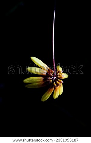 Beautiful wild orchids Endemic wild orchid (Grammangis ellisii of) flowering on a tree trunk in its natural habitat, tropical forest. Orchid flower picture on dark background