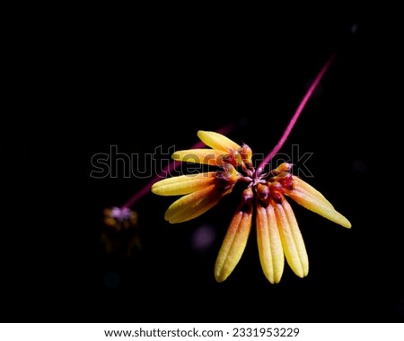 Beautiful wild orchids Endemic wild orchid (Grammangis ellisii of) flowering on a tree trunk in its natural habitat, tropical forest, Orchid flower picture on dark background