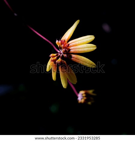 Beautiful wild orchids Endemic wild orchid (Grammangis ellisii of) flowering on a tree trunk in its natural habitat, tropical forest, Orchid flower picture on dark background