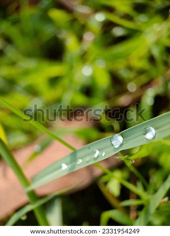 Dew On Green Leaves Photo Picture