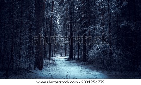 Dark and mistery winter pine forest. Dreamy landscape Royalty-Free Stock Photo #2331956779