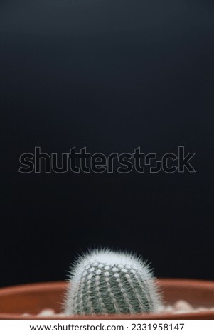 Close up of cactus plant with a black background, in vertical format with negative space at the top