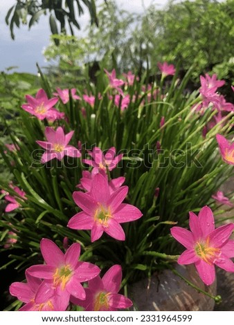 Zephyranthes is a genus of temperate and tropical plants in the Amaryllis family, subfamily Amaryllidoideae, native to the Western Hemisphere and widely cultivated as ornamentals.