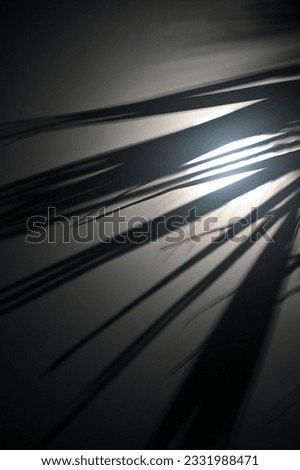 Abstract view of Coconut leaves waving in front of Moon, India.
