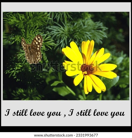 Butterfly on the leaves of a yellow flower beautifully lit by sunlight in summer - photo in a frame print photo camera with the inscription - J Still Love You