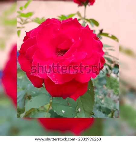 red flower,rose,red flowers to put on the screen