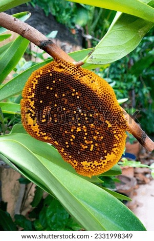 honeycomb or hive on a tree branch on nature background