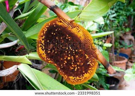 honeycomb or hive on a tree branch on nature background