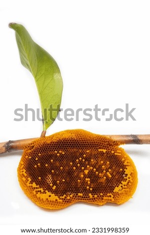 Honeycomb hanging from a branch on a white background