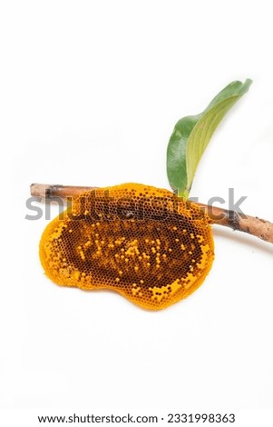 Honeycomb hanging from a branch on a white background