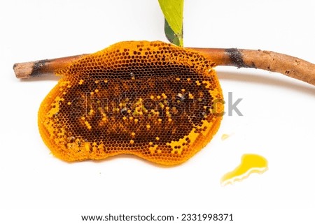 Honeycomb and honey on a branch on a white background