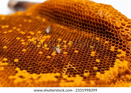 Focus of bee searching for honey in honeycomb on white background