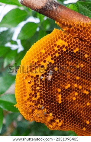 Focus of bee searching for honey in honeycomb on nature background