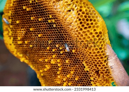 Focus of bee search honey on honeycomb on a tree branch on nature background.jpg