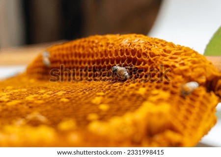 Focus of Bee on honeycomb