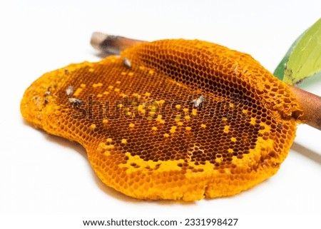 bee searching for honey in honeycomb on white background