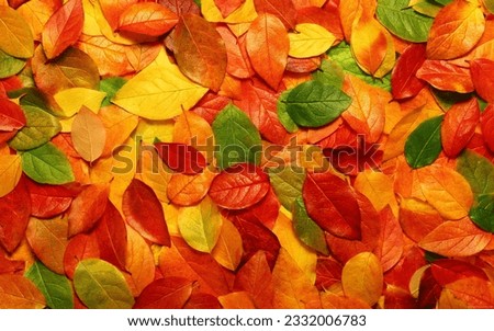 very beautiful leaf background picture