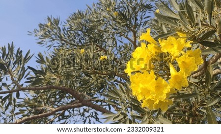 yellow flower blossom as cool abstract presentation background for your various design needs