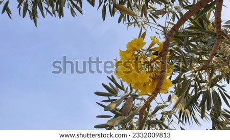 yellow flower blossom as cool abstract presentation background for your various design needs