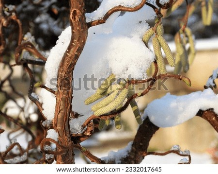 snow lies on a hazelnut bush