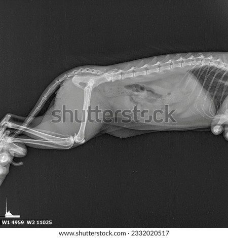 X-ray of a cat's spine. Inflammation of the sacro-lumbar spine. Grainy film.