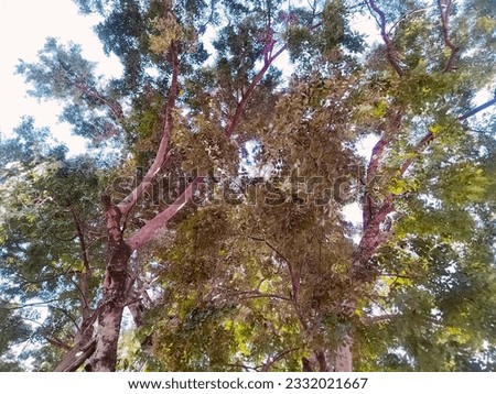 the bark of a tree in the rainy season