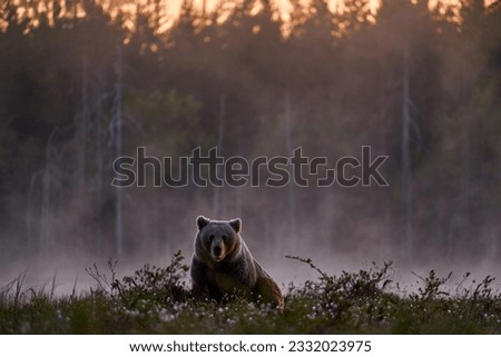 Night fog in taiga, ear hidden in yellow forest. Autumn trees with bear. Beautiful brown bear walking around lake, fall colours. Big danger animal in habitat. Wildlife scene from nature, Romania.