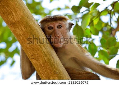 funny monkey with opened mouth. Close up portrait on the green natural background. Sri Lanka.