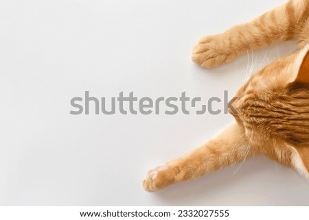 Happy ginger cat sleeping at home.  Cute tabby cat resting in a house.  Flat lay top view photo. Copy space.  Royalty-Free Stock Photo #2332027555
