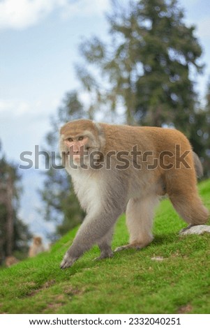 The picture features a lively and curious monkey against a lush green backdrop of a tropical rainforest. The monkey is a medium-sized primate with a slender body covered in thick, coarse fur.