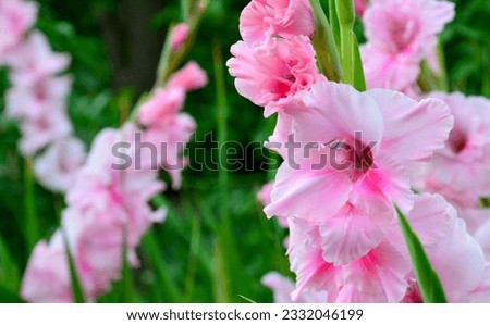 Pink Tampico gladiolus flowers in the garden.Blooming gladioli.
Ornamental plants concept.
Selective focus. Royalty-Free Stock Photo #2332046199
