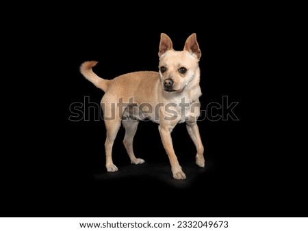 tan chihuahua dog on a black background