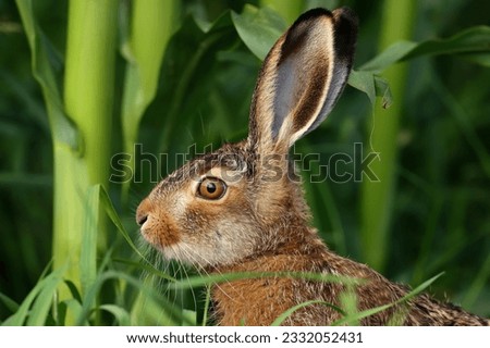 Portrait photo of the head of a young brown hare Royalty-Free Stock Photo #2332052431