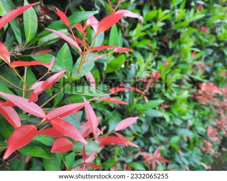 Red shoots crop with focus and blur photo modes. Red shoots plant background, great for covers and advertisements.
