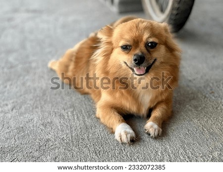 a photography of chihuahua sitting on the ground next to a bicycle.