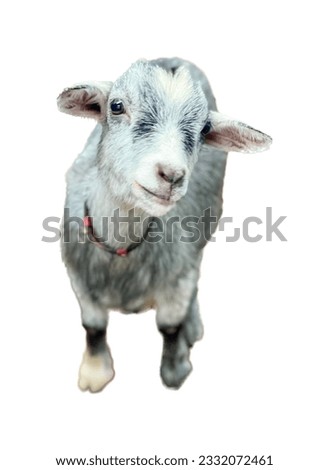 a photography of a goat with a collar on standing up, there is a goat that is looking up at the camera.