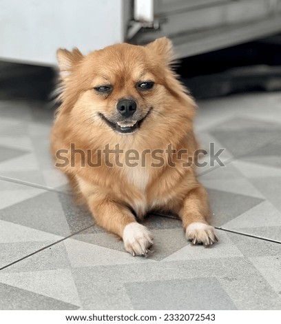 a photography of chihuahua sitting on tiled floor in kitchen with oven.