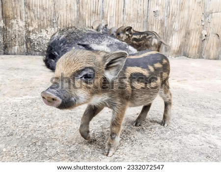 a photography of sus scrofa and a baby pig in a pen.