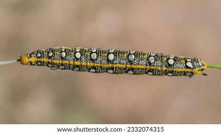 A yellow and black caterpillar with white spots